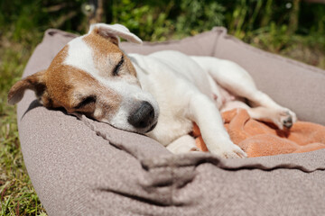 Tired jack russell terrier napping in soft comfortable pet bed after eat on backyard of country house on summer day or weekend