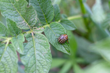 Adult Colorado potato beetle on potato leaves