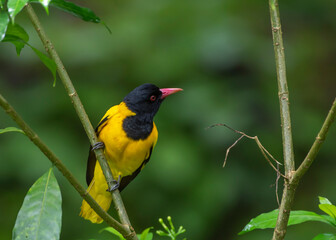 Fototapeta premium Black Hooded Oriole