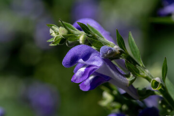 Hoary skullcap or downy skullcap flower, a plant in the family Lamiaceae it is native to North America. It is a perennial and is primarily found in the eastern USA and some parts of the Midwest.