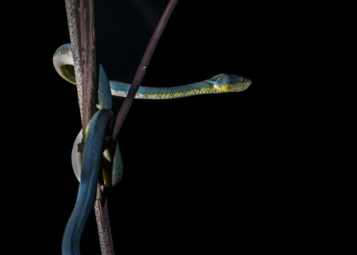 Bamboo Pit Viper On Tree
