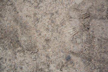 The texture of the ground is a dark gray color.