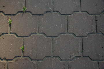 Street tiles in a gray shade. Texture of ceramic tiles