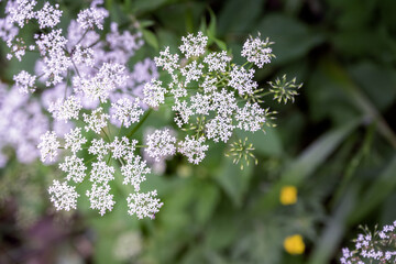Cow parsley or Anthriscus sylvestris flowers in summer