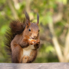 Naklejka na ściany i meble Happy red squirrel eating a walnut