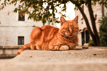 Fototapeta na wymiar Orange Katze 