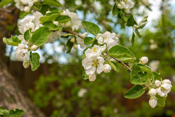 A sprig of a blooming apple tree.