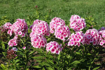 Obraz premium flower bed with flowers Phlox paniculata 