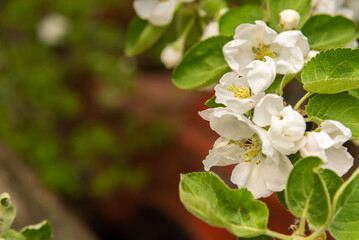 A sprig of a blooming apple tree.