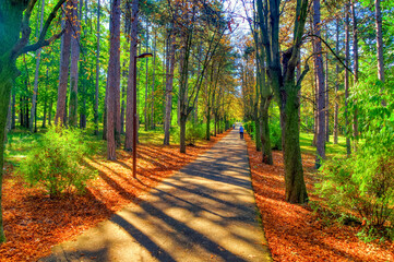 Walking path surrounded by forest during sunny day.