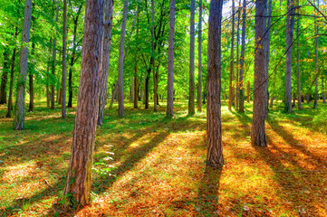 Fototapeta premium Walking path surrounded by forest during sunny day.