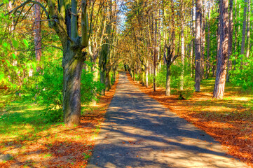 Walking path surrounded by forest during sunny day.