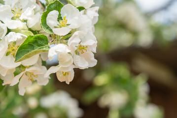 A sprig of a blooming apple tree.
