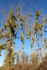 Arbres envahis par du gui