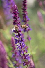 Bienen