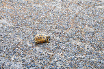 steppe turtle crawling along an old asphalt road