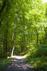 Road in summer forest in sunny day