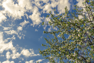Obraz premium A blooming apple tree against the sky with clouds.