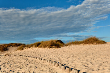 vegetation in the dunes in Aveiro, Portugal