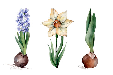 Hand Drawn Watercolor Spring Flower Illustration isolated on White Background. Watercolour Yellow Daffodil, Blue Hyacinth Bulbs and Flowers Cliparts. Spring Florals Sublimations