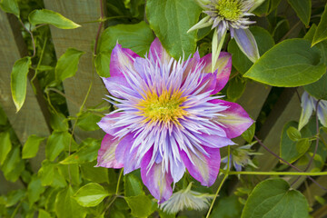 Purple clematis in the garden