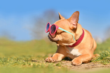Cool French Bulldog dog wearing pink sunglasses in summer on hot day with copy space