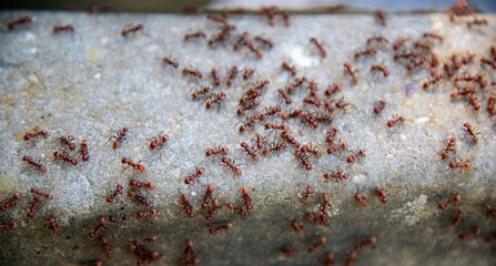 large group of red fire ants swarming a stone