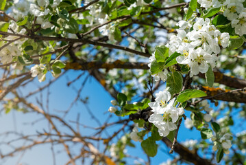 A sprig of a blooming apple tree.