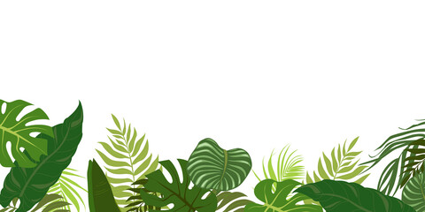 Obraz premium Horizontal background with green leaves of tropical palm tree, banana and monstera. Elegant backdrop decorated with foliage of exotic jungle plants. Natural border. Vector illustration.