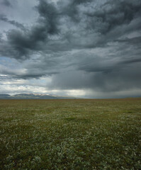 valley blooming with edelweiss near Son Kul Lake