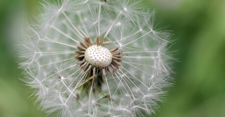 withered flower of dandelion with seeds. background
