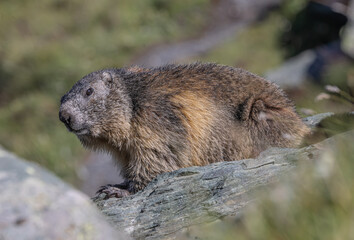 Murmeltier auf felsen