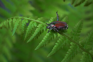 Insects invade our yard and garden here in Windsor in Broome County in Upstate NY.  Summer bugs in our yard.  Japanese beetle in our yard.
