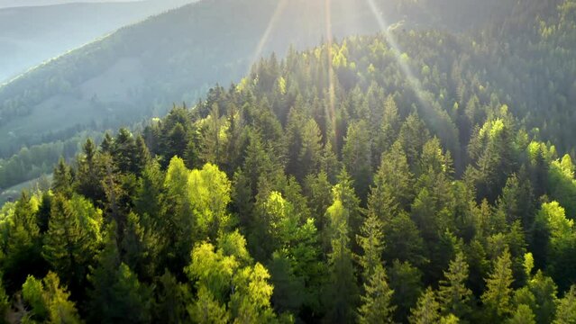 Rays of early morning sun falling on a Mountain Range hills forest valley. Aerial.