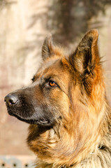 Portret of Long-haired German Shepherd close-up