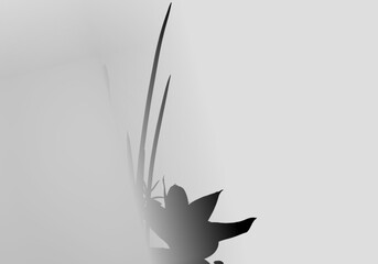 black and white flowers and plants, flowers