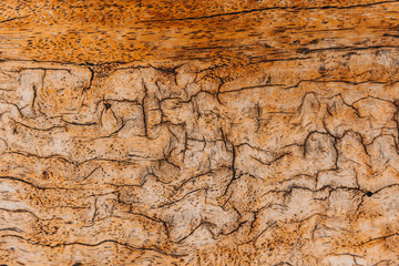Close-up old cracked wooden surface, textured wooden background. The surface of the old brown wood texture