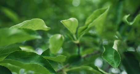 Spring green leaves. Nature park. Environment harmony. Macro of fresh apple trees foliage on bokeh light blur forest texture background.