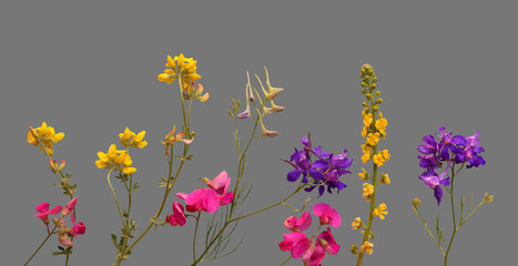 Set of meadow flowers wildflowers isolated on grey background for floral design of botanical banner with herbal plant or set blooms for decoration.