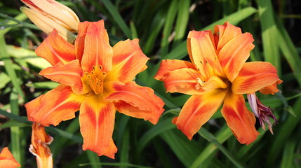Fototapeta premium Orange and Yellow Daylily Twins