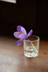 Obraz na płótnie Canvas Purple Crocus flower in a cup. High quality photo