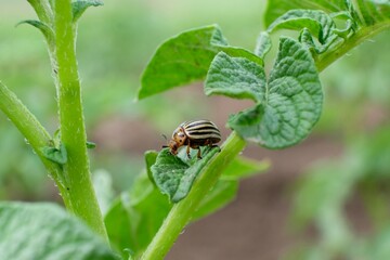 Colorado potato beetle Leptinotarsa decemlineata crawling on potato leaves