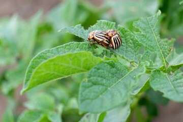 Colorado potato beetle Leptinotarsa decemlineata crawling on potato leaves