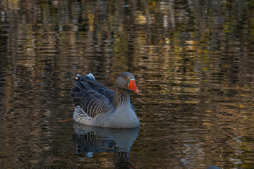 Gansos nadando en los bosques de palermo