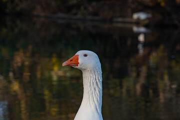 Gansos nadando en los bosques de palermo