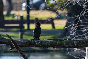 Biguá en los lagos de palermo