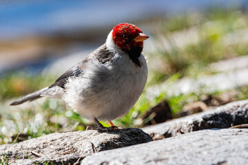 Pajaro cardenal en los lagos de Palermo