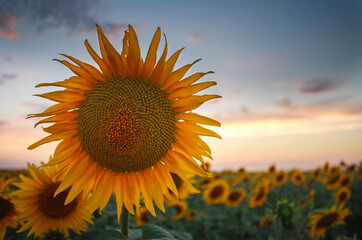 Obraz premium Close-up sunflowers flowering plants on field background of sunset sky landscape