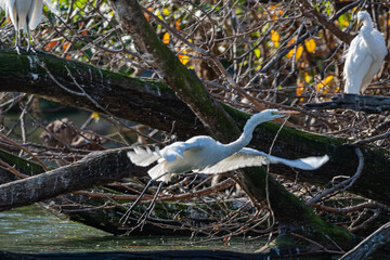 Garza Blanca en los bosques de palermo
