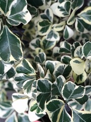 Spotted Sarika Leaf Tree natural light outside, focus